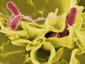 サルモネラ菌の写真