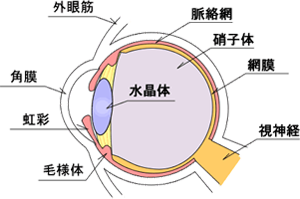 眼の角膜や水晶体のイラスト