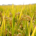 ピロール米の体に影響する効果とは？栽培方法にも注目！