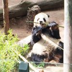 上野動物園のパンダを見るのは超混雑！どこかゆっくりパンダを見れるところはない？
