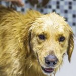 犬がお風呂を嫌がる理由は？犬にもお風呂に気持ちよく入ってもらう方法！