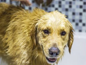 犬がお風呂を嫌がる理由は？犬にもお風呂に気持ちよく入ってもらう方法！