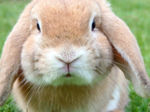 うさぎに肉球がないって本当！？その理由とは？